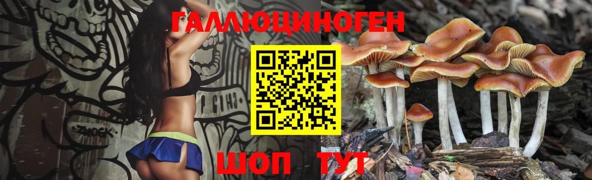 Псилоцибиновые грибы Psilocybine cubensis Дмитров